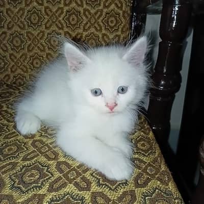 catsss