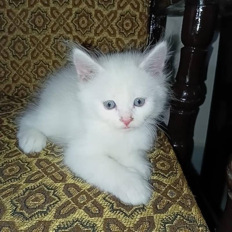 catsss 0