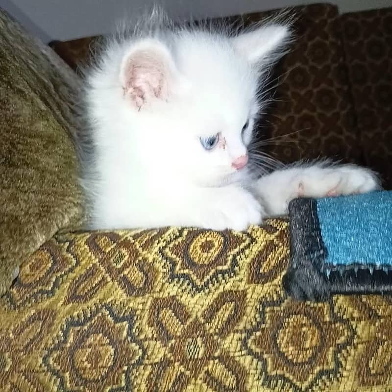 catsss 1