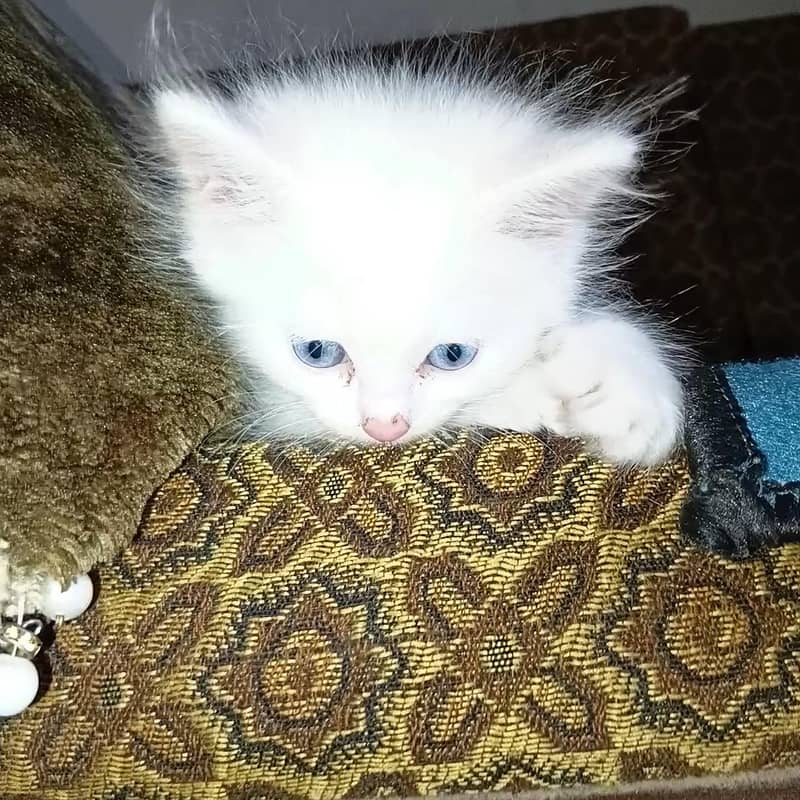 catsss 2