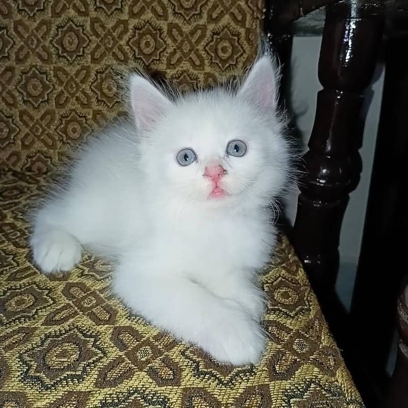 catsss 3