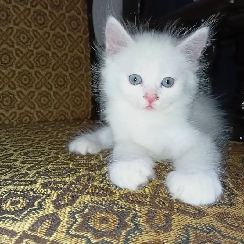 catsss 4
