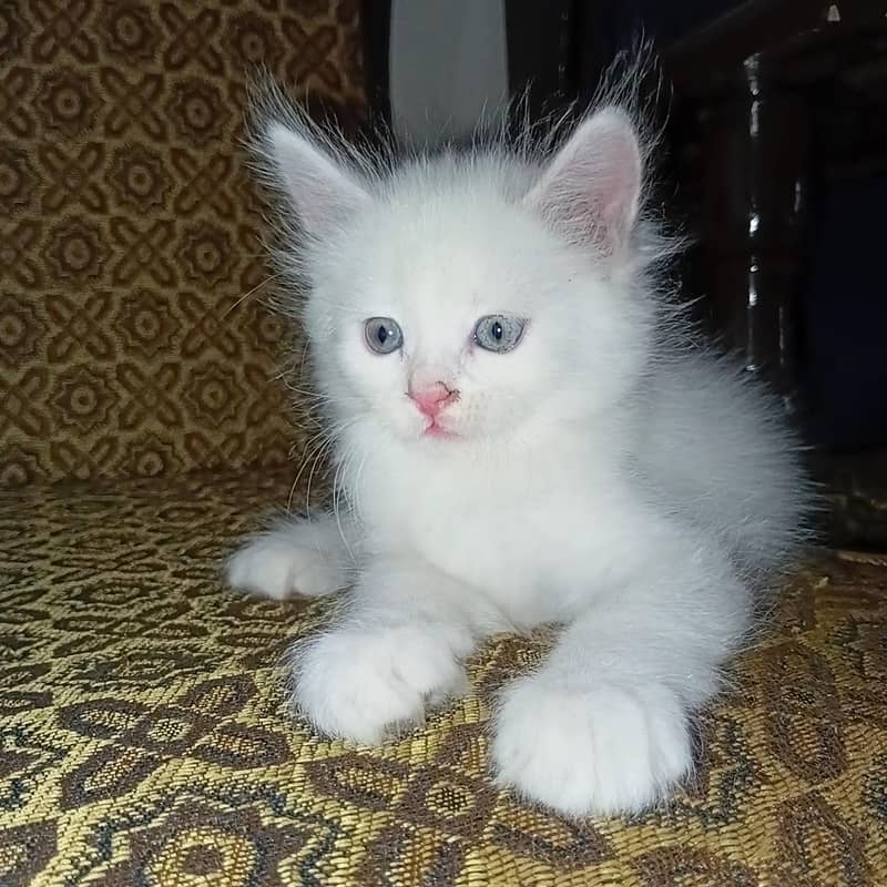 catsss 5