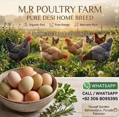 Organic Desi Eggs for Sale