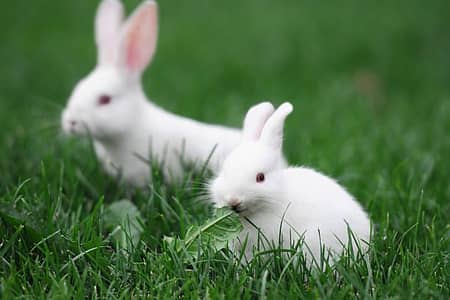 rabbit white colour and red eyes one couple