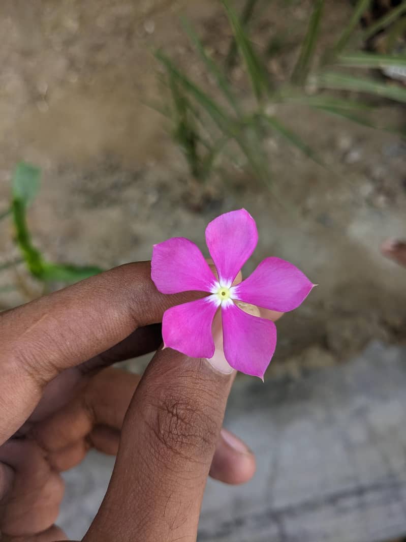 Google Pixel 4 6