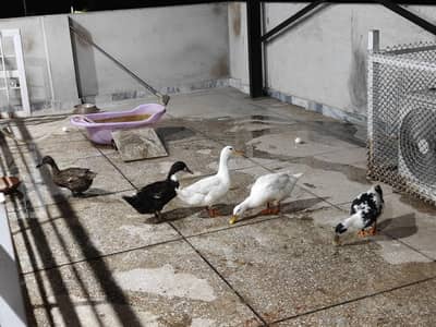 duck flock for sale