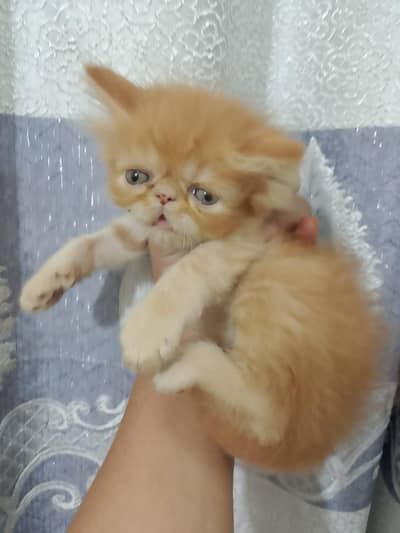 Piki Kittens . for sale