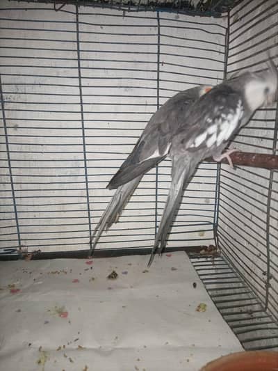 Cocktail for sell