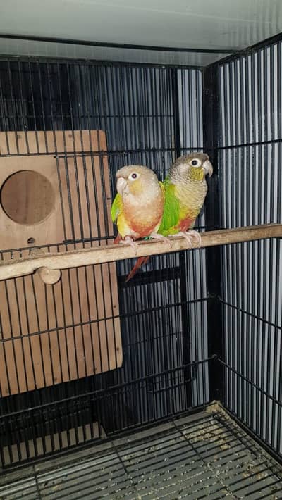 pineapple conure to yellow sided conure