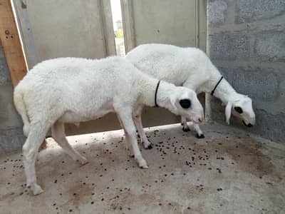 dumbe for sale