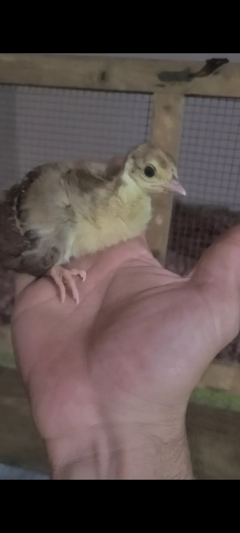 Home breed Indian Blue Peachicks — photo 2