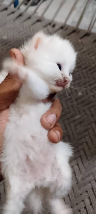 person cat pair for sell white