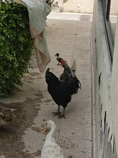 Ayam Cemani Male
