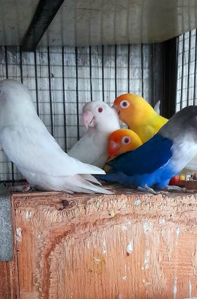 Lovebirds Breeder colony with eggs urgently for sale 0304,4976,220