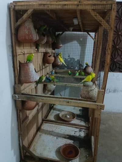 bird for sale