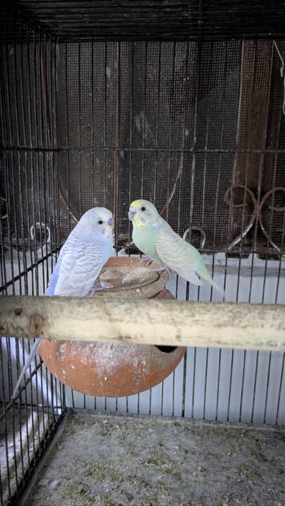 Bugies parrot