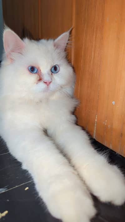 Blue eye male for meeting