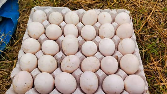 Duck Eggs