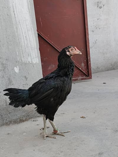 PAKOYA MURGI PURE BLOOD LINE