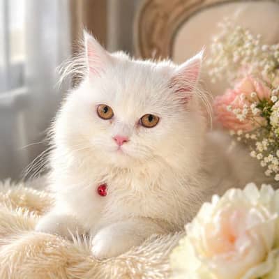 Cute Baby Kittens for Loving Home