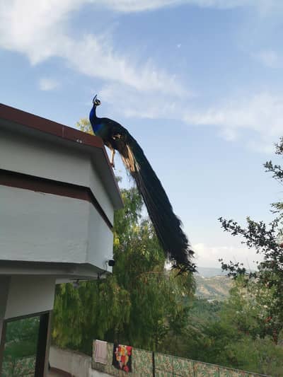 beautiful peacocks pairs for sale