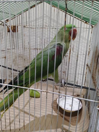 raw parrot
