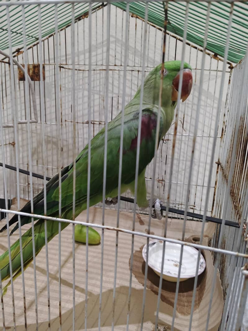 raw parrot 0