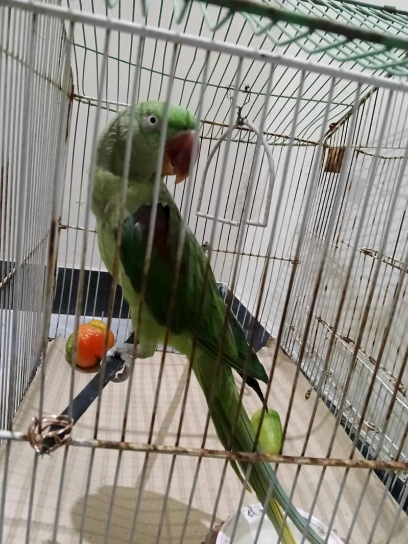 raw parrot 1
