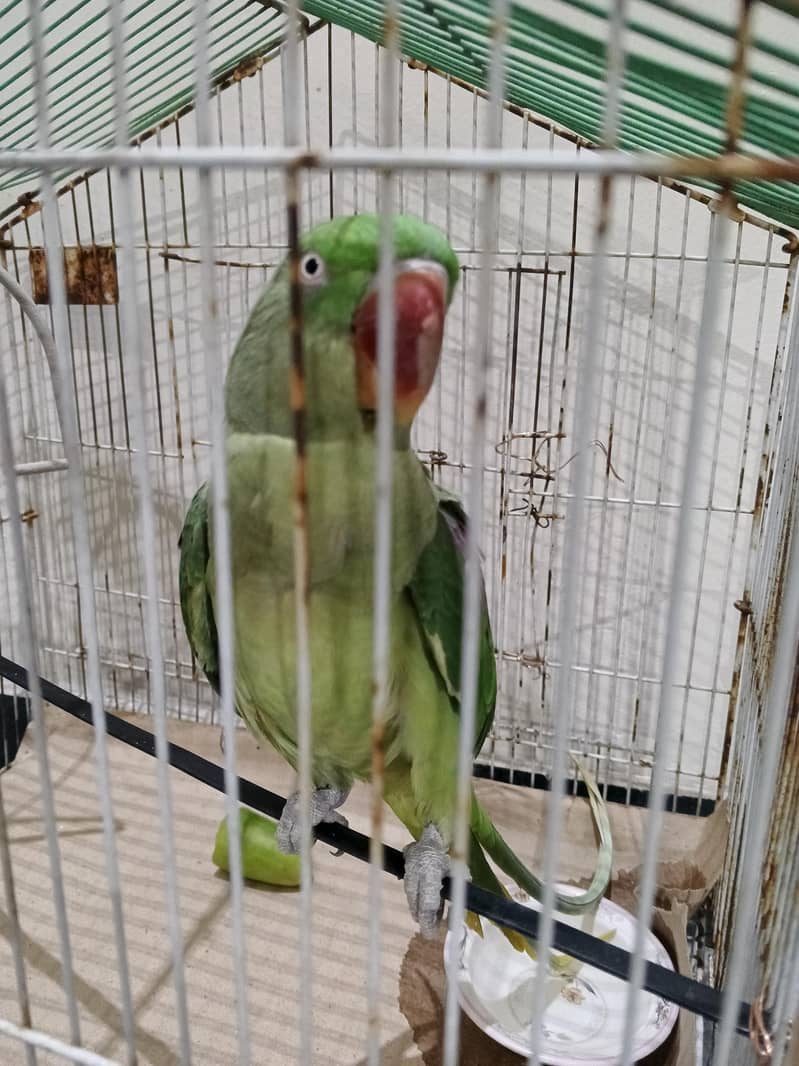 raw parrot 2