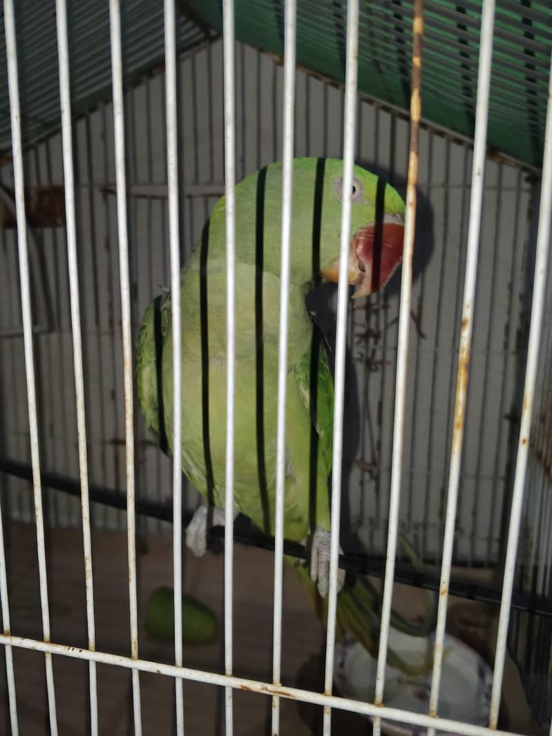 raw parrot 3