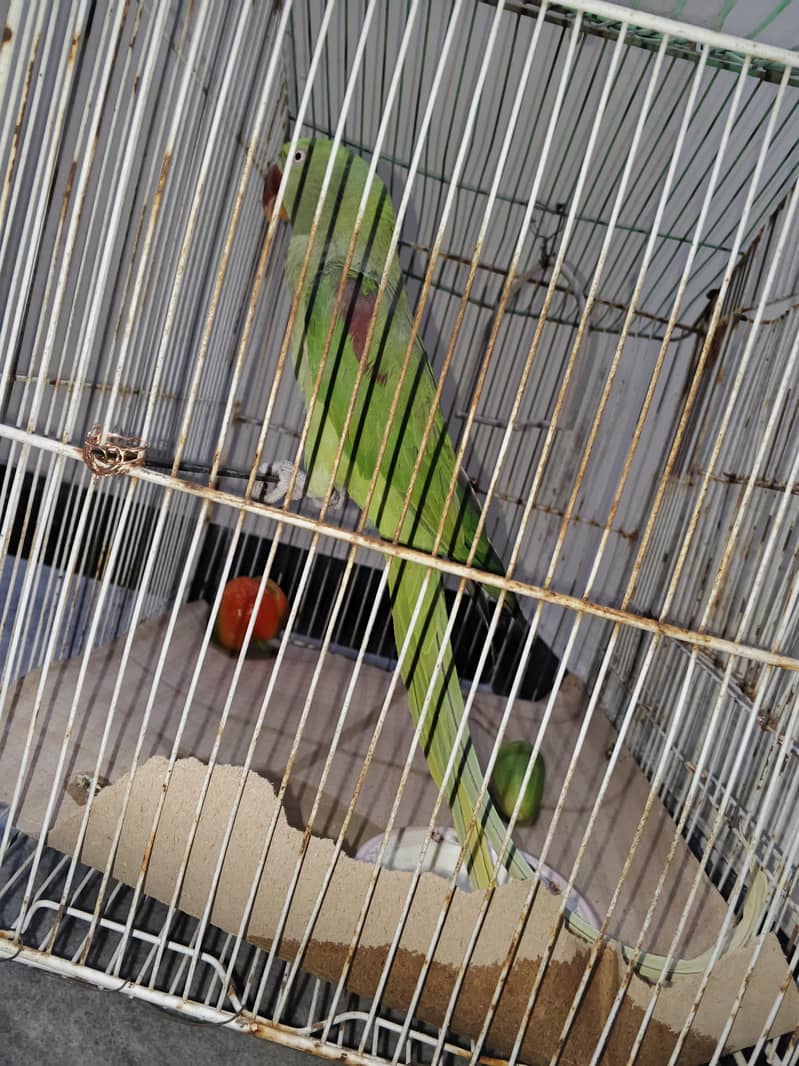 raw parrot 4