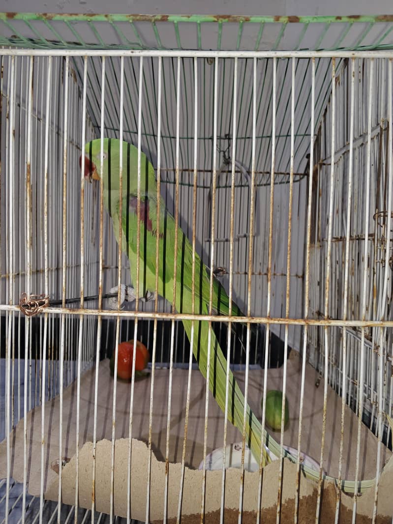 raw parrot 5