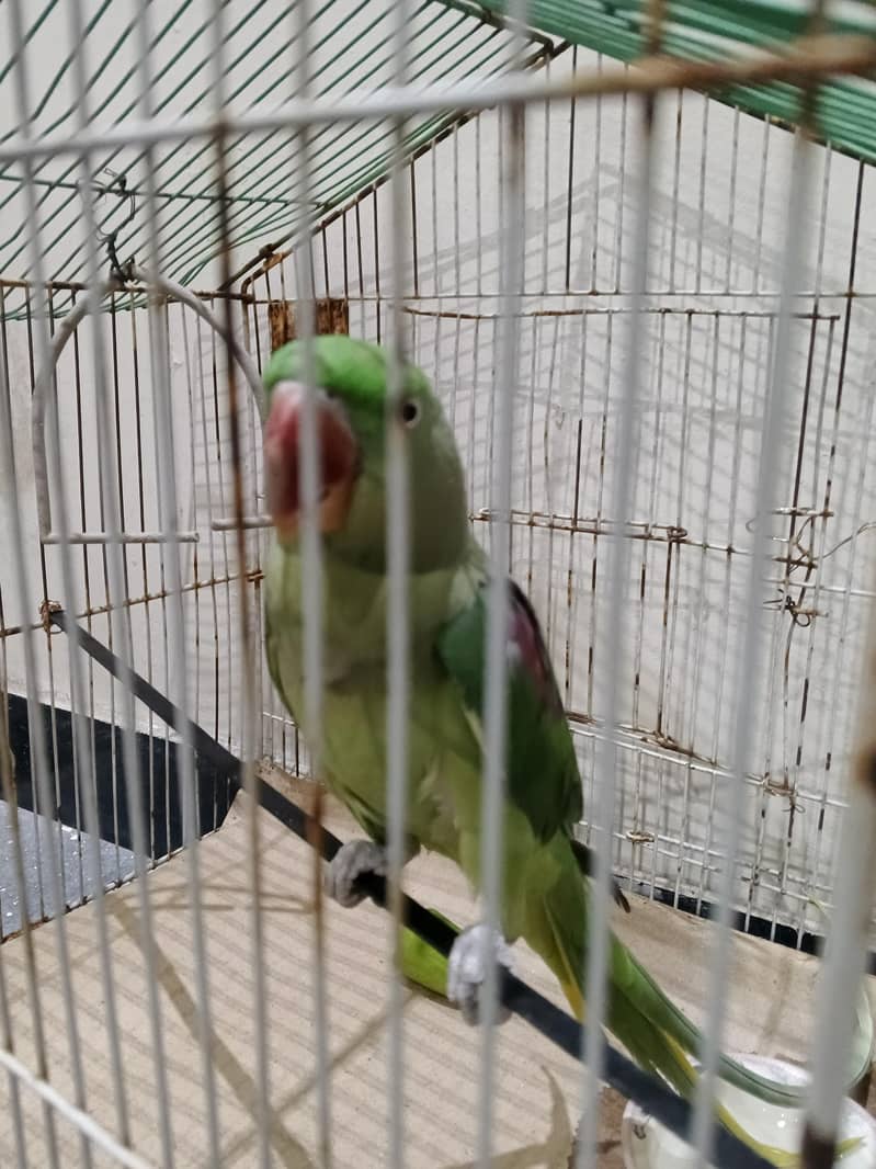 raw parrot 6