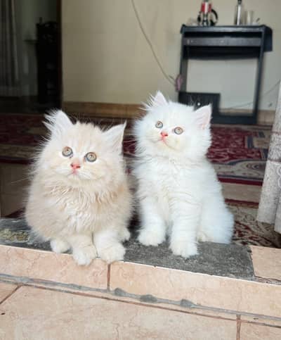 Quality Persian Punchface cat & kitten. moreWhatsApp 03265641968