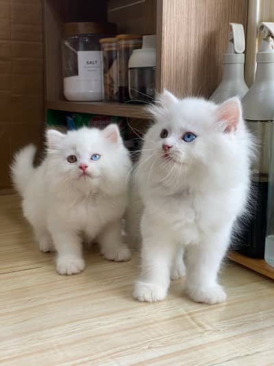 Quality Persian Punchface cat & kitten. moreWhatsApp 03265641968