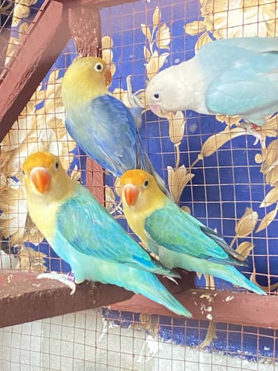 Love bird 2 pair or buddies latino red eye 1 pair