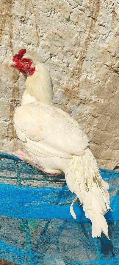 Paper White High Quality Heera Male