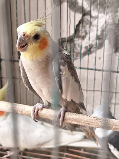 3 males parrots