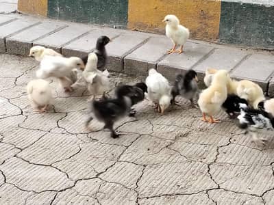 chicks for sale