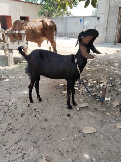 2 bakri rajan puri nasal ki