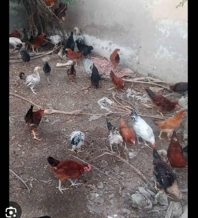 dasi chuza for sale