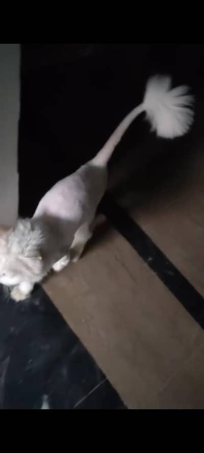 cat for sale