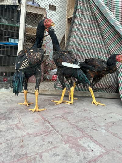 aseel pathy males