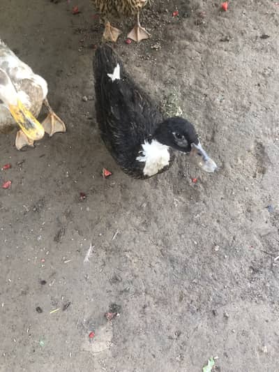 1 male 3 female ducks.