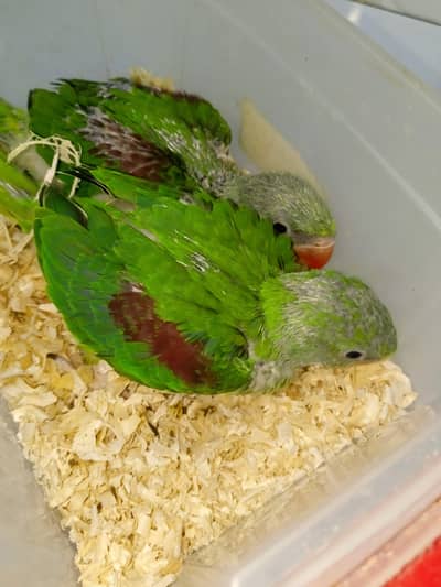 raw / parrot / chicks / pahari / toty /