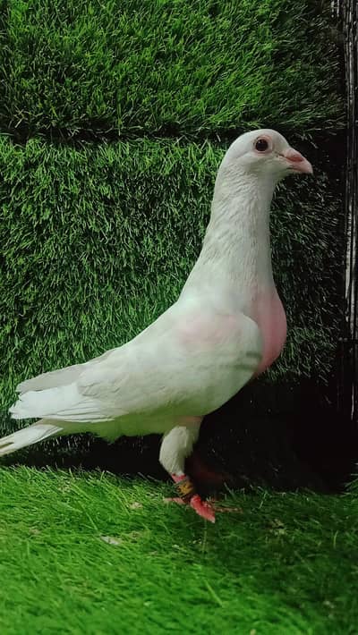 Beautiful Pigeon Breder Male For Sale