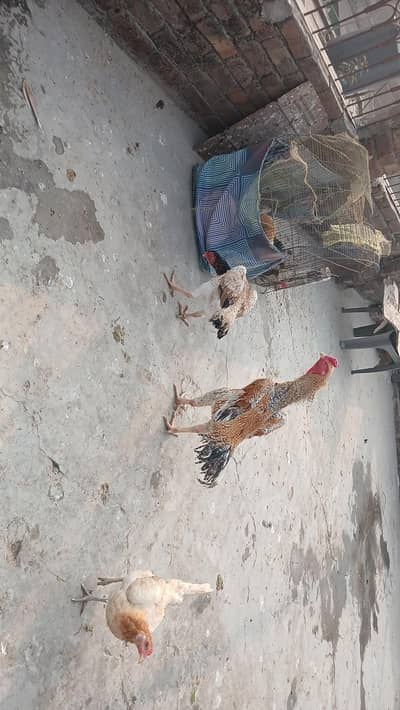 healthy active shamo pair aur aseel murghian egg laing urget for sale