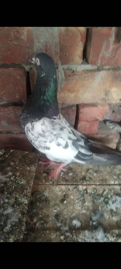 Teddy pigeon insan teddy pair
