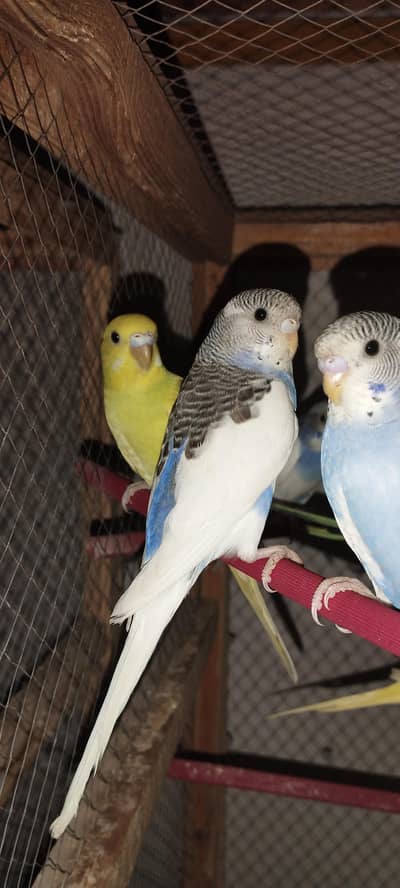 Normal Budgie Chicks